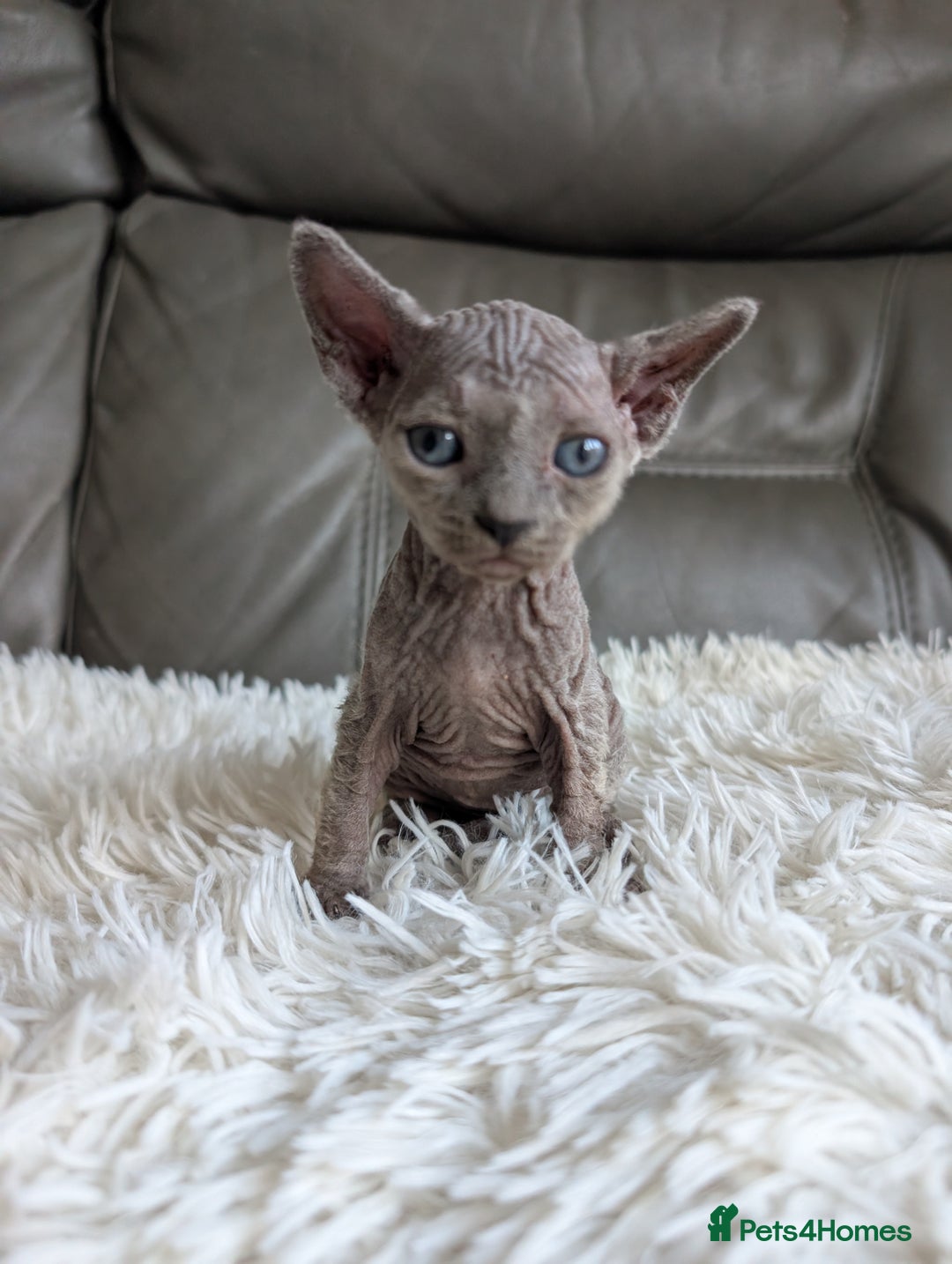 Sphynx cats for sale: Sphynx kittens - Image 19