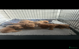 Cockapoo dogs for sale: F2 red Cockapoo puppies  - Image 21