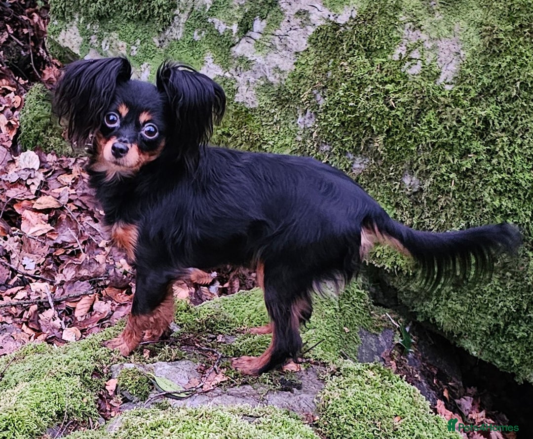 Russian Toy Terrier dogs for sale: Gorgeous boy puppy  - Advert 5
