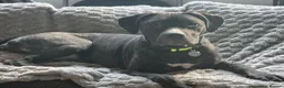 Mixed Breed dogs for sale: Cane corso x American bully  in Chesham - Advert 6