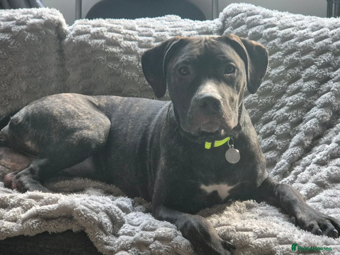 Mixed Breed dogs for sale: Cane corso x American bully  in Chesham - Advert 6