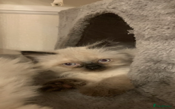 Ragdoll cats for sale: Ragdoll Kittens- 3 Bundles of fluff - Image 8