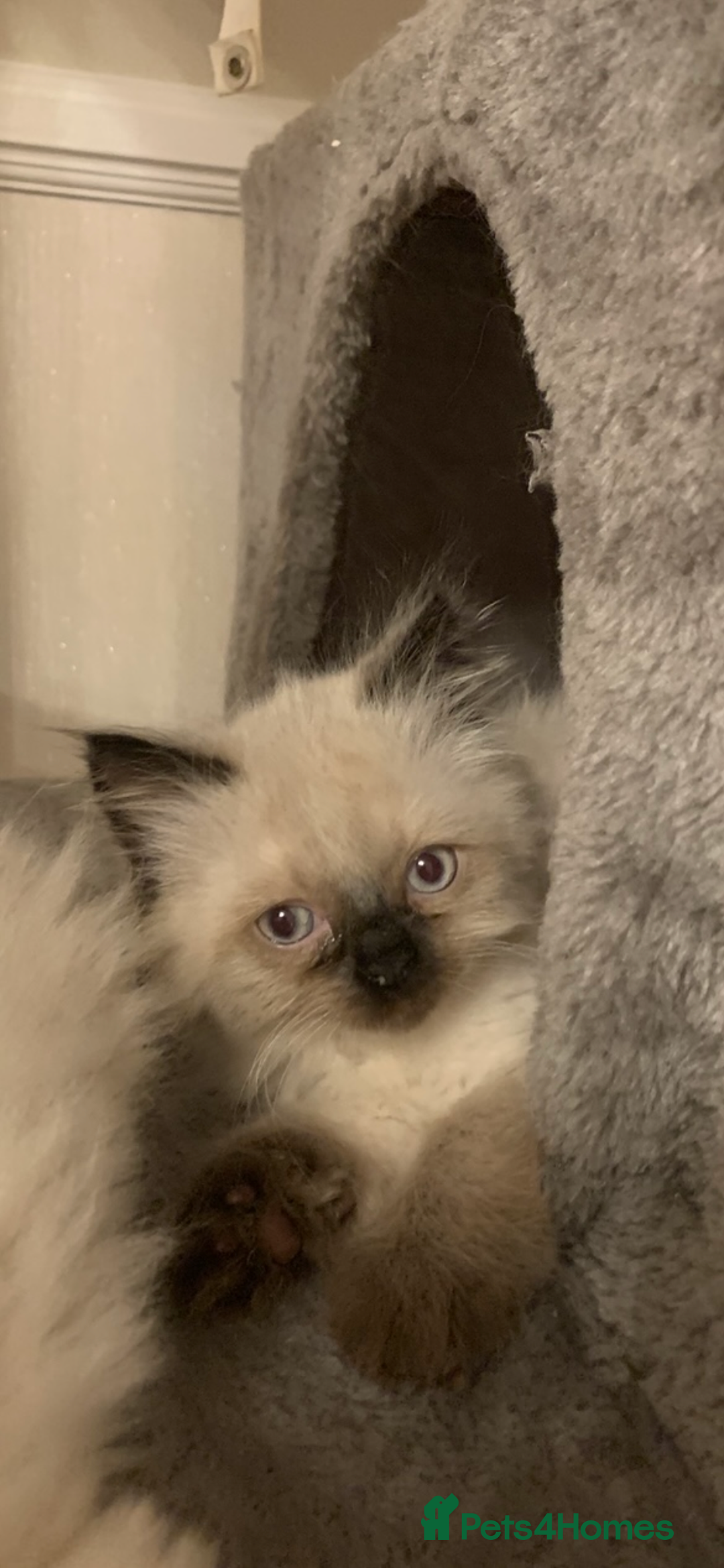 Ragdoll cats for sale: Ragdoll Kittens- 3 Bundles of fluff - Image 8