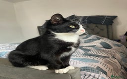 Bombay cats for sale: Adorable 3 Healthy kittens ready for new homes - Image 6