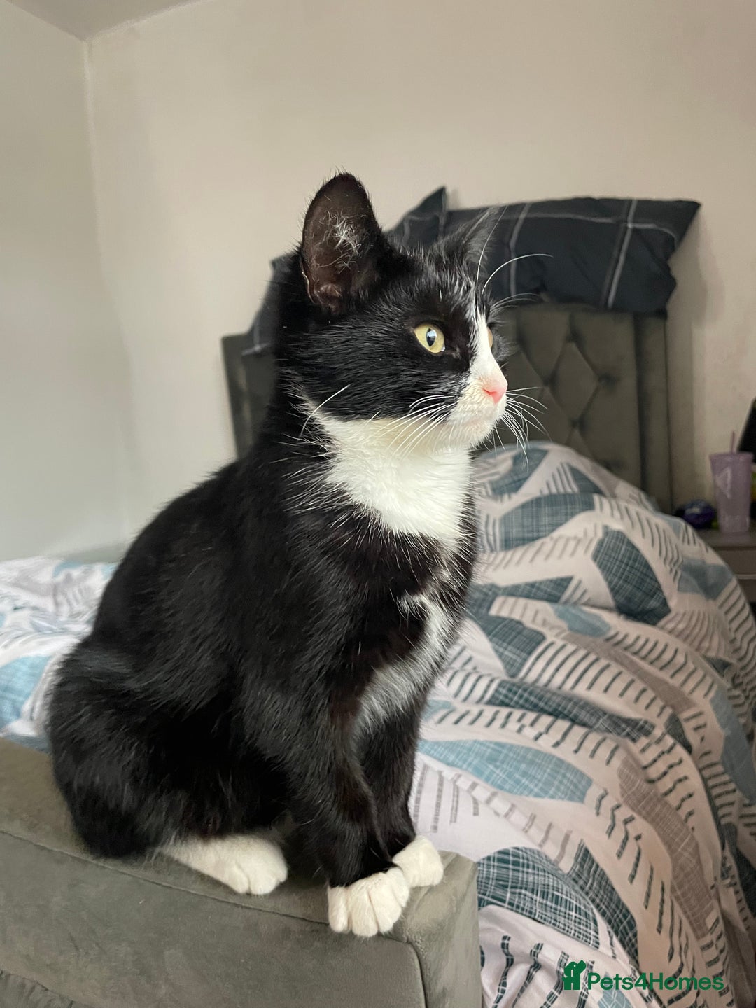 Bombay cats for sale: Adorable 3 Healthy kittens ready for new homes - Image 6