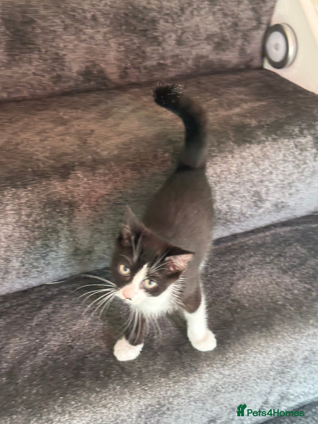 Domestic Shorthair cats for sale: Two Adorable 13-Week-Old Female Kitten - Image 4