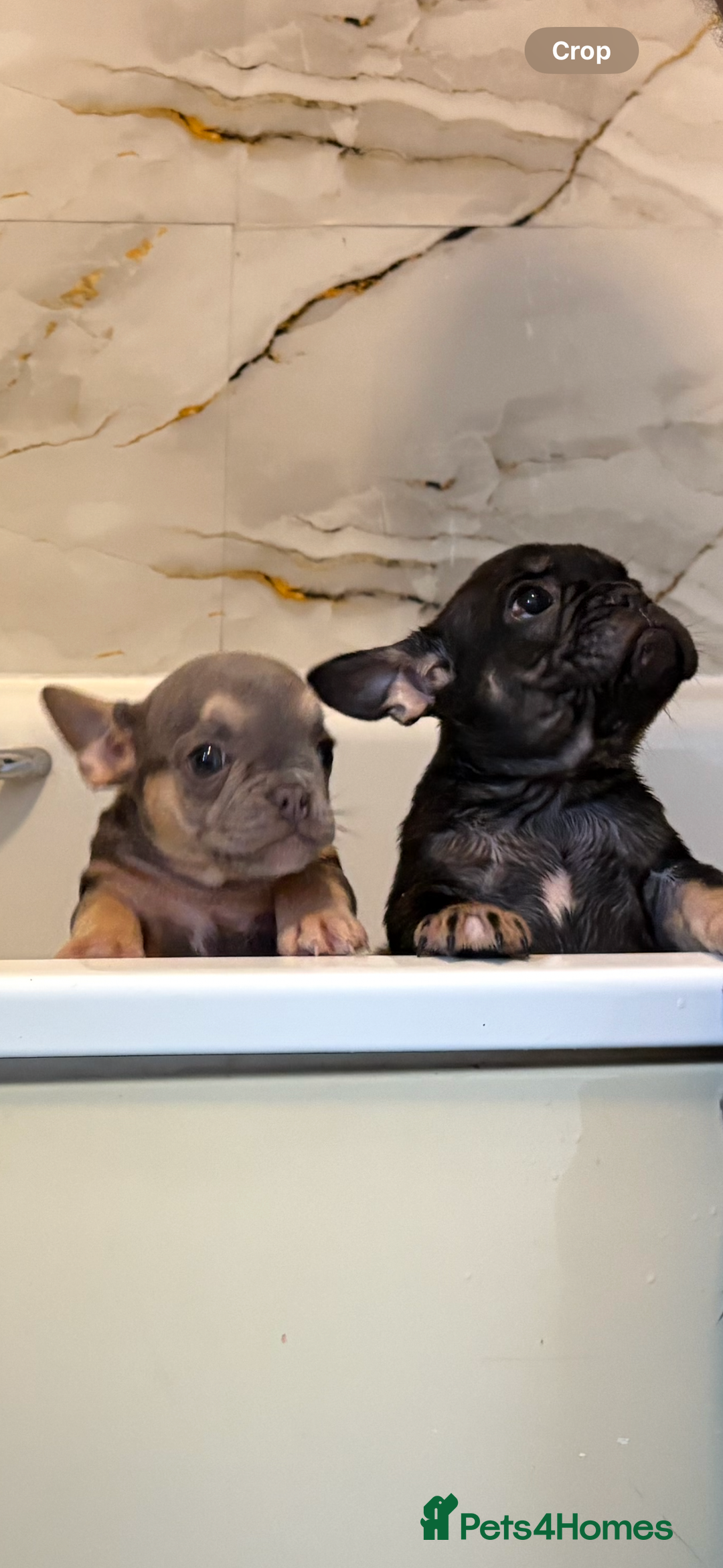 French Bulldog dogs for sale: MICRO LINES French bulldog boy HEAVILY REDUCED  - Image 1