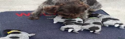 German Wirehaired Pointer dogs for sale: KC Registered German Wirehaired Pointer Puppies - Advert 8
