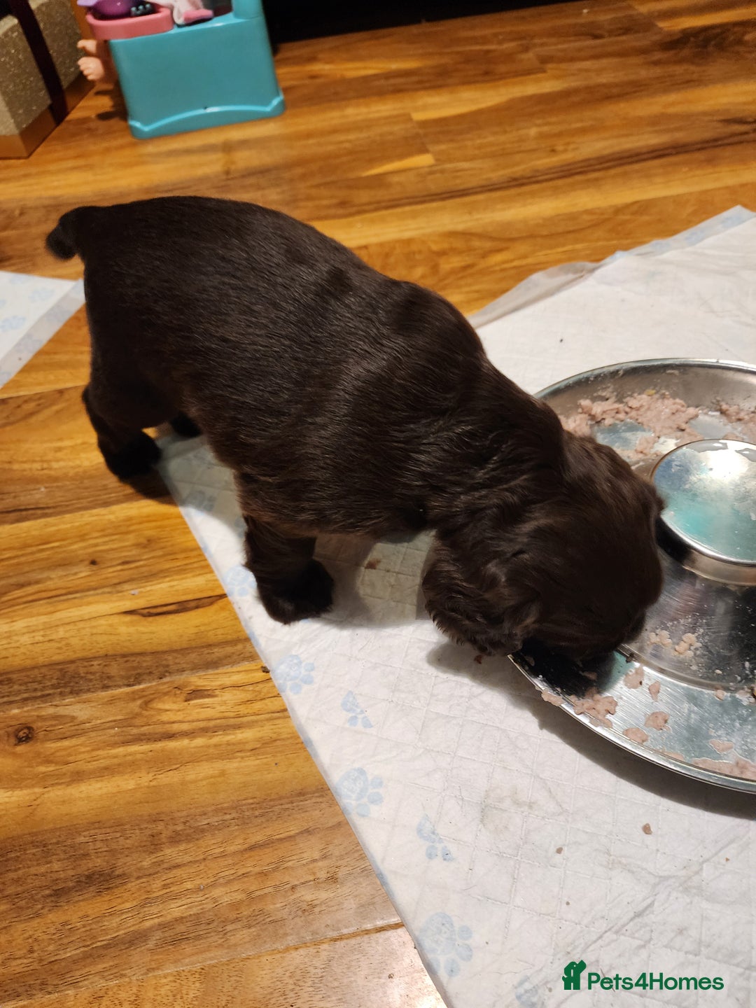 Sprocker dogs for sale: Sprocker pups - Advert 5