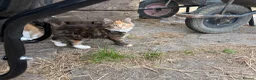 Mixed Breed cats for sale: Farm kittens looking for homes  - Advert 5