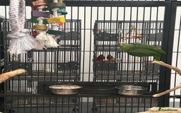 Parrots birds for sale: Hand Reared Yellow Crowned Amazons  - Image 3