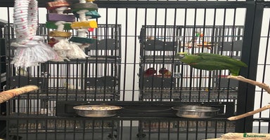 Parrots birds - Advert 7