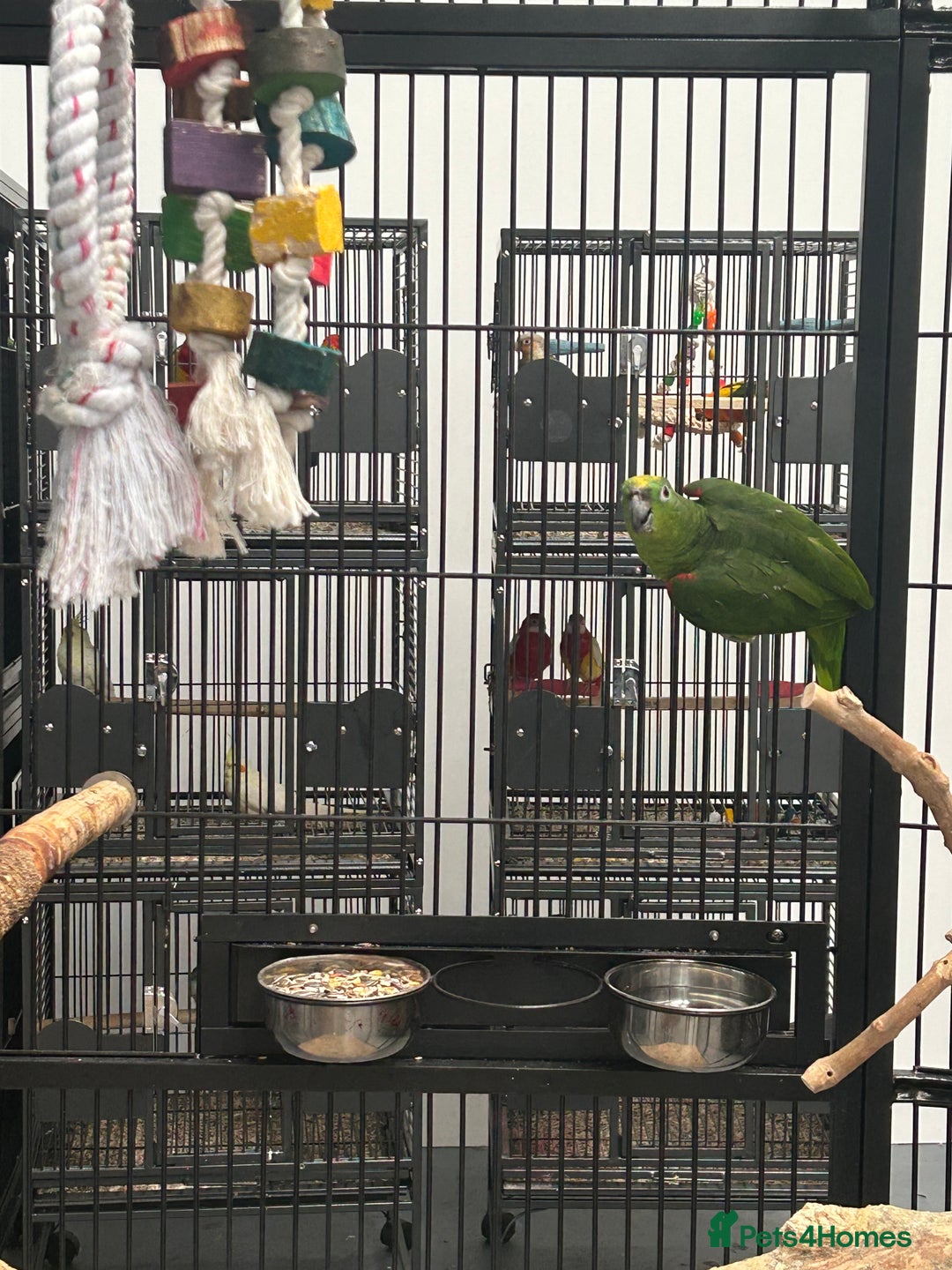 Parrots birds for sale: Hand Reared Yellow Crowned Amazons  - Image 3