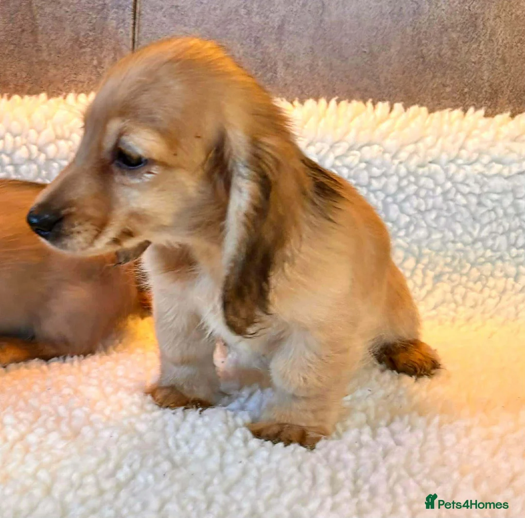 Miniature Dachshund dogs for sale: PRA CLEAR mini longhaired cream boys  - Advert 3