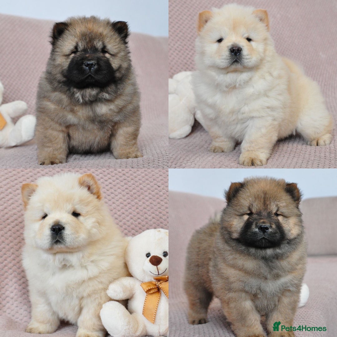 Chow Chow dogs for sale: Pedigree Chow Chow puppies available 🐶 - Advert 1