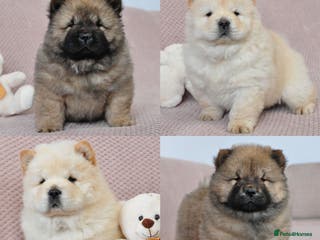 Chow Chow dogs Pedigree Chow Chow puppies available 🐶 - Advert 4
