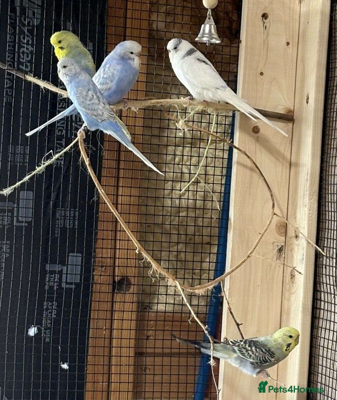 Parrots birds Quality Birds Available-Clean and Well Maintained - Advert 3