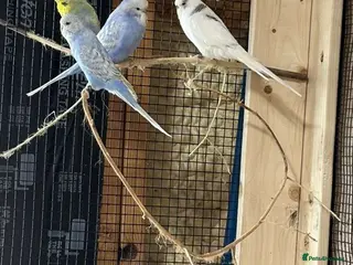 Parrots birds Quality Birds Available-Clean and Well Maintained - Advert 3