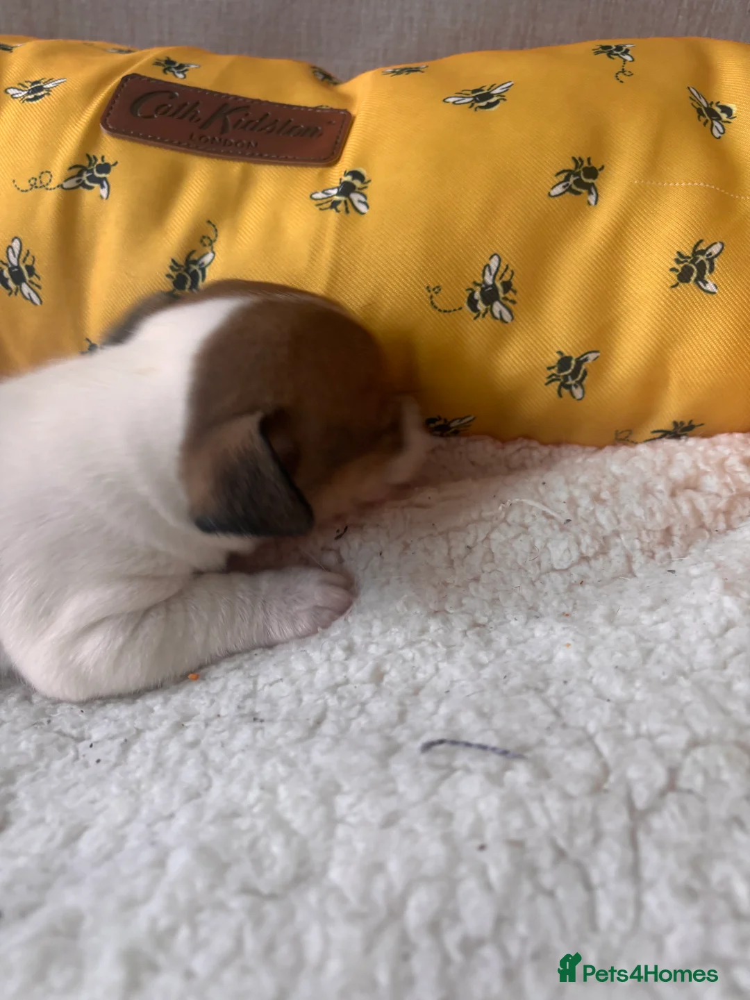 Mixed Breed dogs for sale: 5 beautiful Jackchi boys  - Advert 12