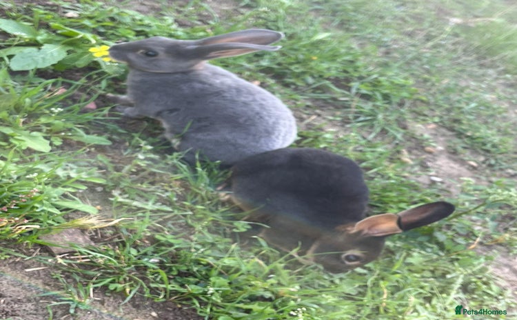 Rex rabbits - Advert 4