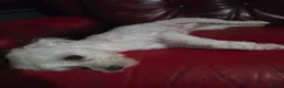 Maltese dogs for sale: Maltese - Advert 1