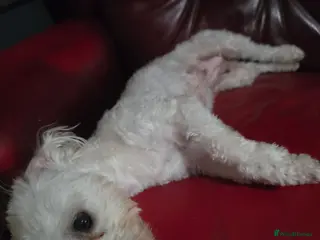Maltese dogs Maltese - Advert 12
