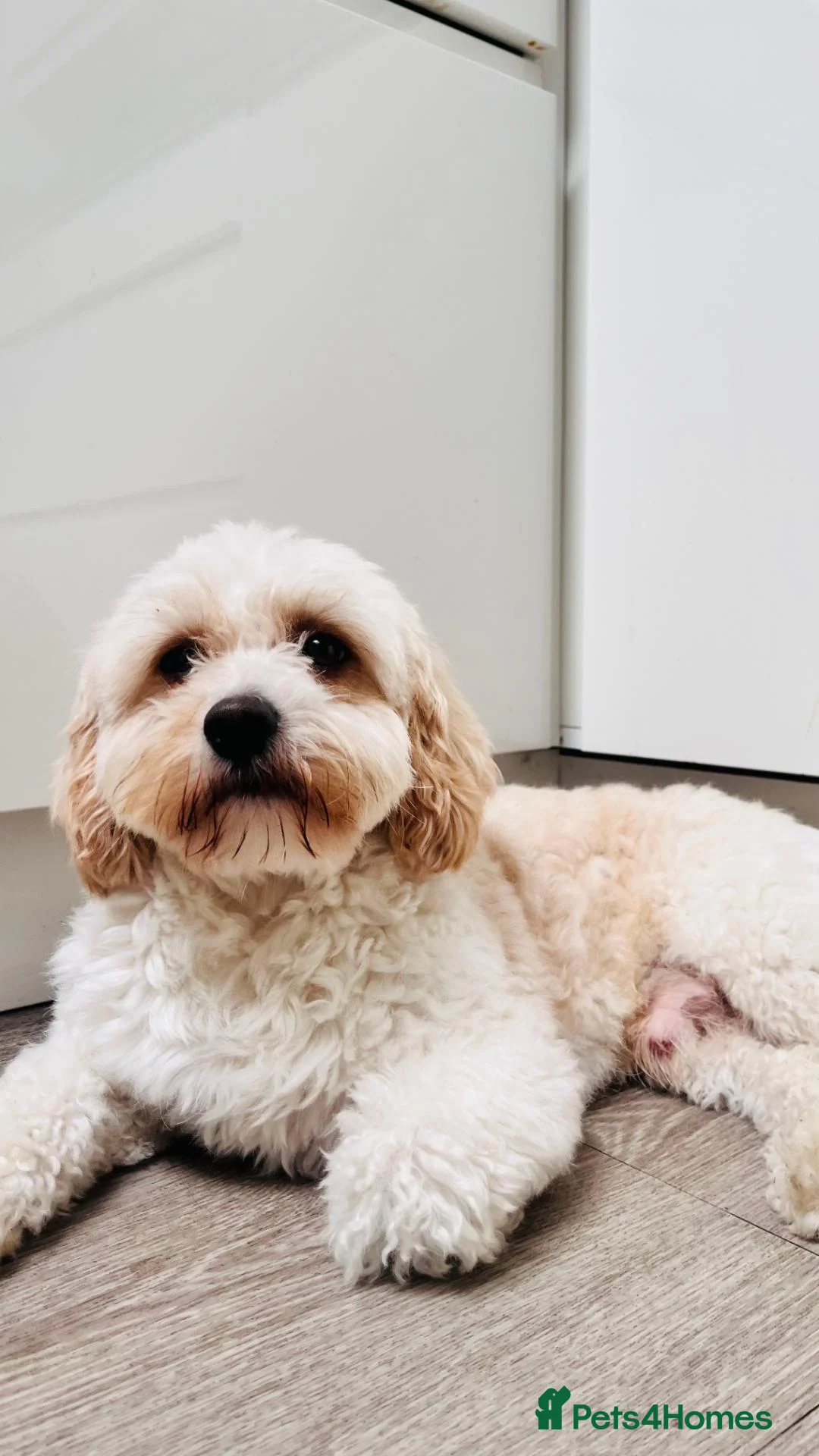 Cavachon dogs for stud: Cavachon available for Stud in Cheadle - Advert 10