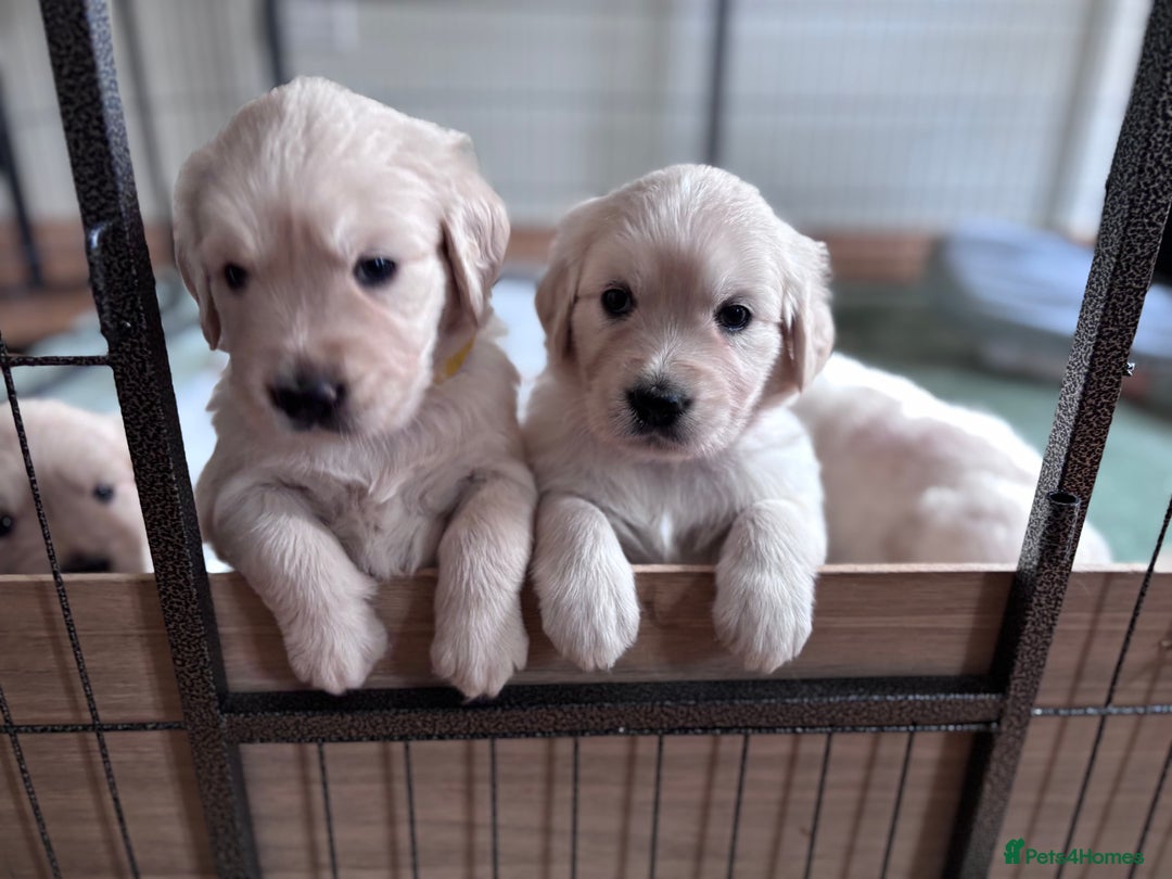 Golden Retriever dogs for sale: 2 female Golden Retrievers puppies - Image 2
