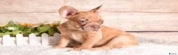 French Bulldog dogs for sale: Kc registered french bulldogs READY TO LEAVE  - Advert 10