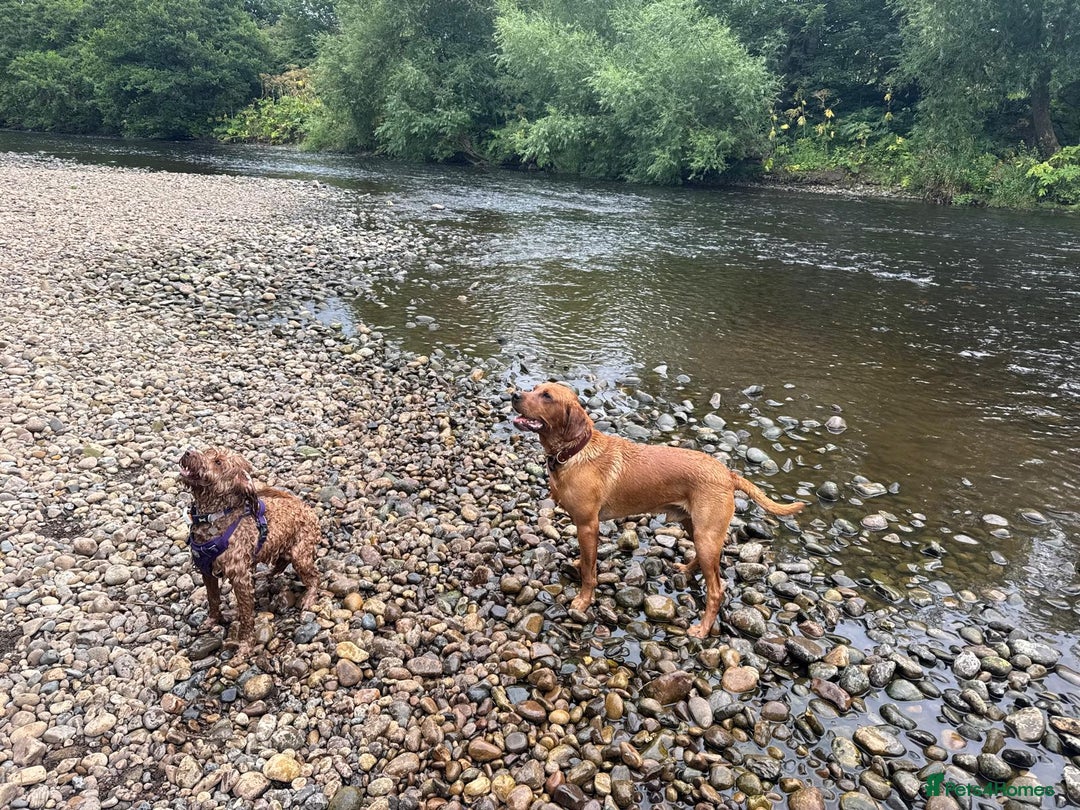 Labrador Retriever dogs for stud: Indie  - Image 2