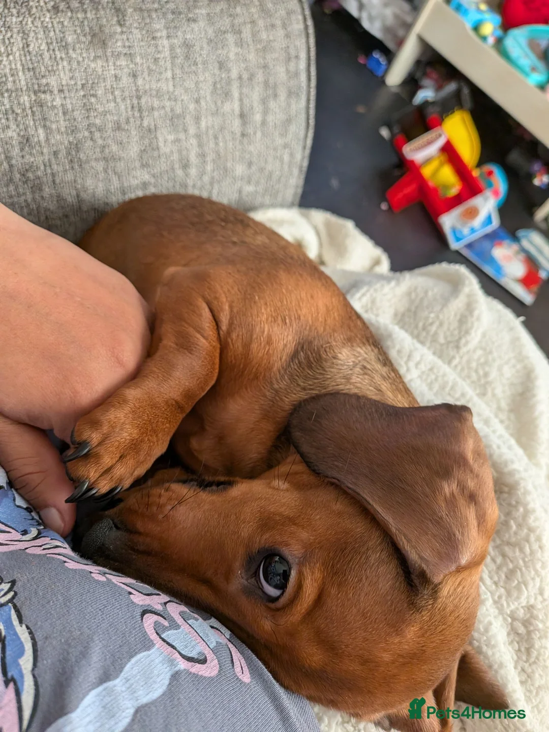 Miniature Dachshund dogs for sale: Minture dachshund to rehome in Great Yarmouth - Advert 3