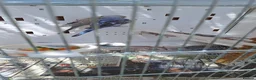 Budgerigars birds for sale: Baby budgies  - Advert 6