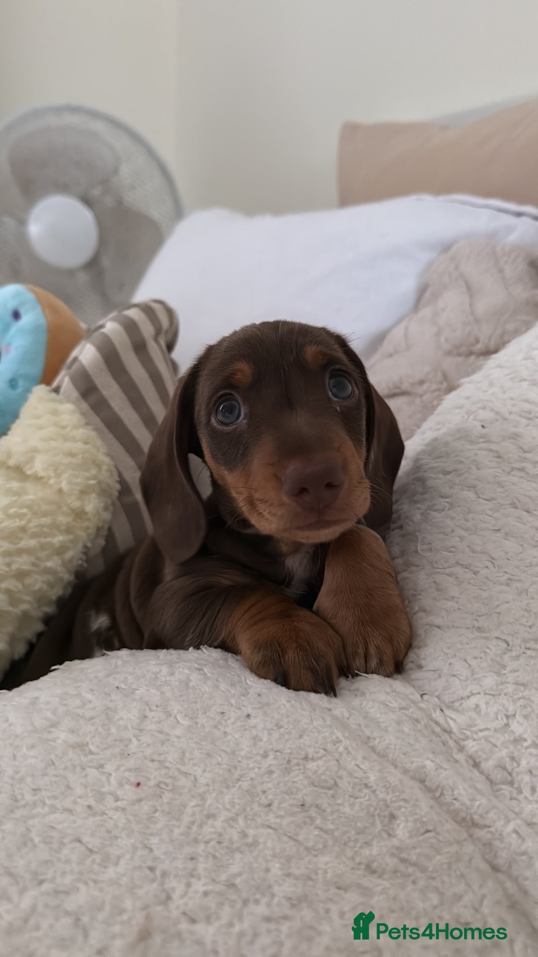 Miniature Dachshund dogs Beautiful Miniature Dachshund Puppy - Advert 8