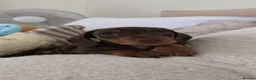 Miniature Dachshund dogs for sale: Beautiful Miniature Dachshund Puppy in Gloucester - Advert 1