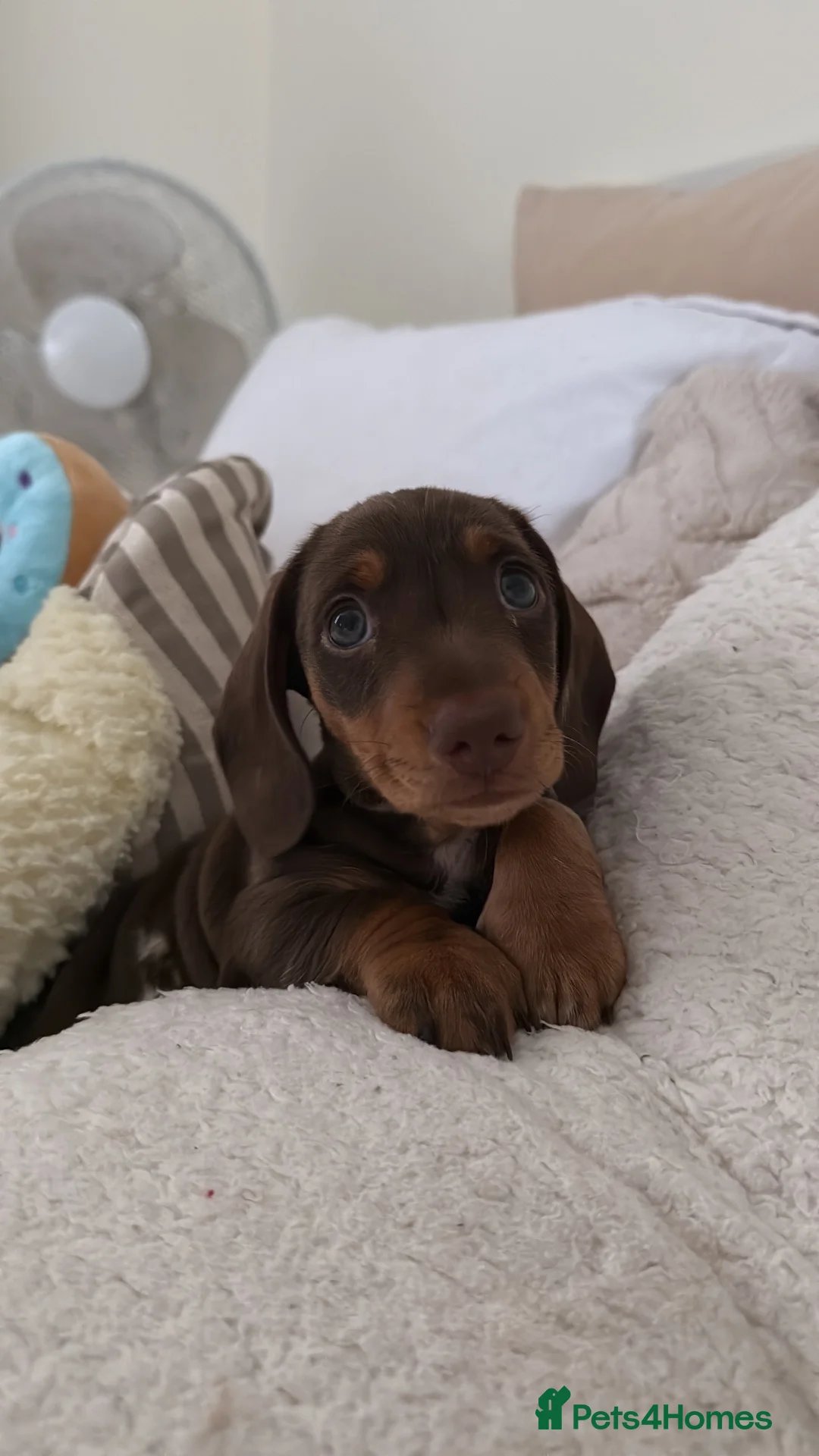 Miniature Dachshund dogs for sale: Beautiful Miniature Dachshund Puppy in Gloucester - Advert 1