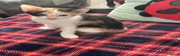 Mixed Breed cats for sale: 5 lovely kittens 🐾 - Advert 8