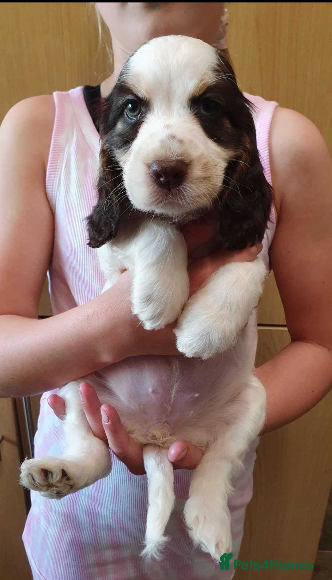Cocker Spaniel dogs for sale: Ready to leave now - Image 2