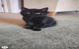 Mixed Breed cats for sale: Gorgeous Black Kitten - Image 1