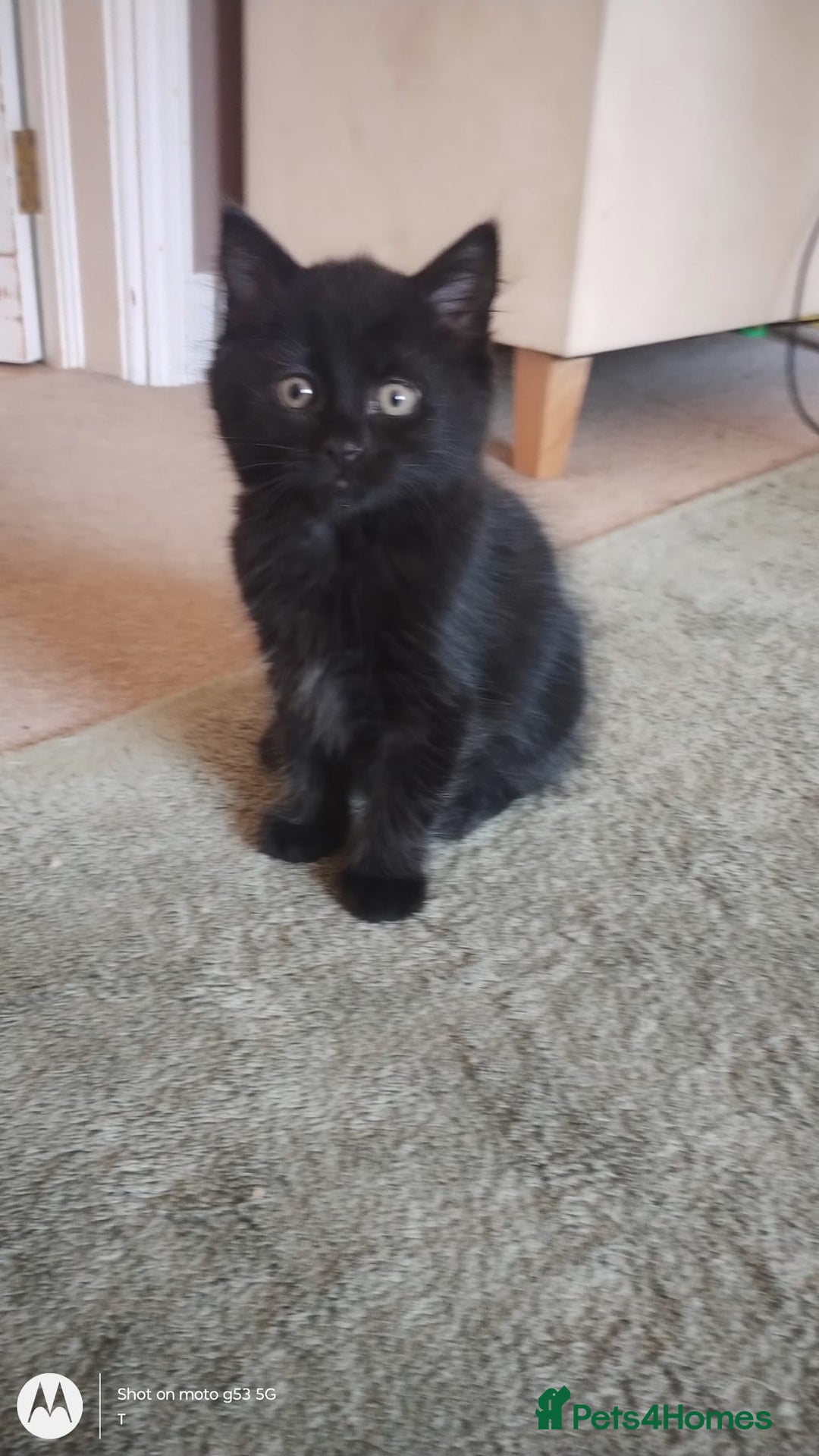Mixed Breed cats for sale: Gorgeous Black Kitten - Image 1