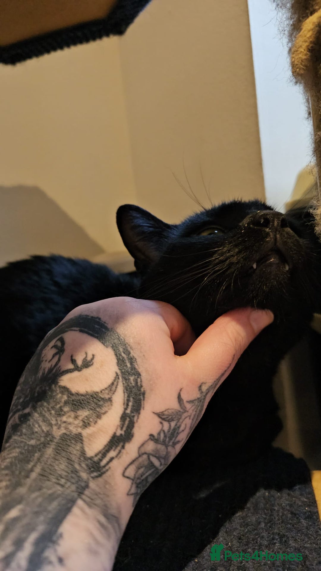 Mixed Breed cats for adoption: Ozzy deserves better  - Advert 8