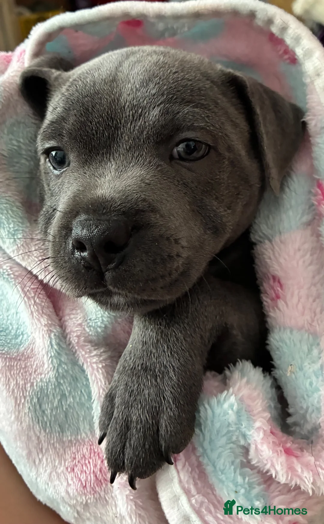 Staffordshire Bull Terrier dogs for sale: Beautiful blue kc reg Staffordshire bull terrier  - Advert 5