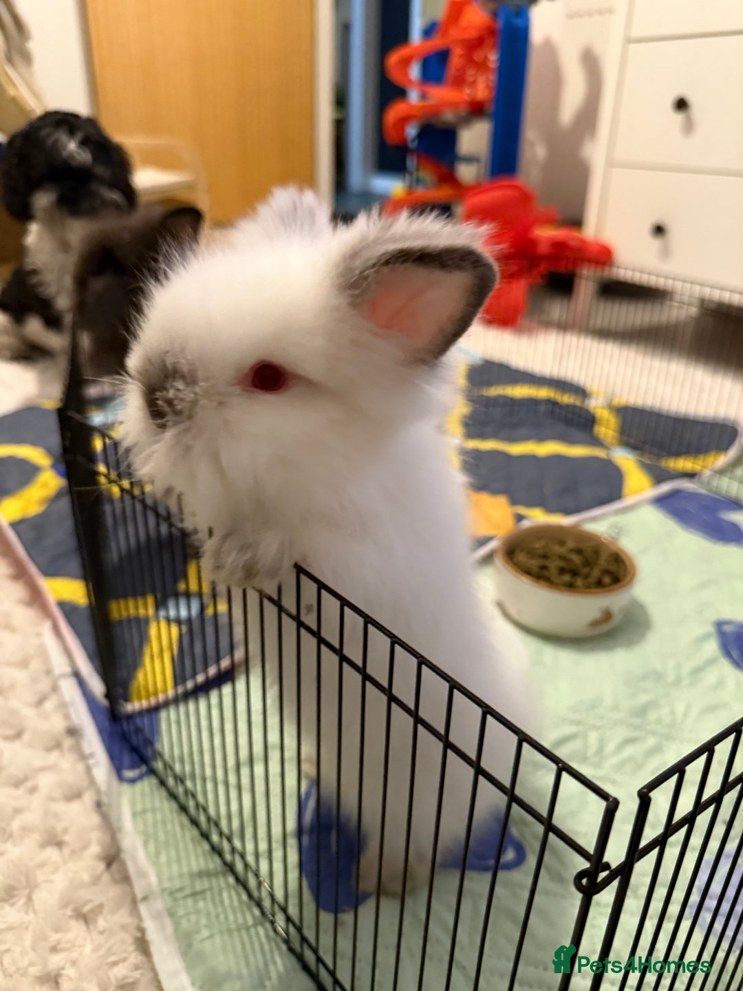 Lionhead rabbits for sale: Lionhead  - Advert 1