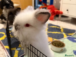 Lionhead rabbits Lionhead - Advert 1