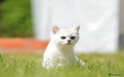 British Shorthair cats for sale: GCCF reg, BSH & BLH kittens in Coventry - Image 1