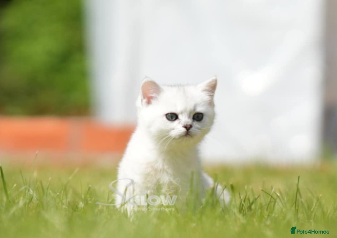 British Shorthair cats for sale: GCCF reg, BSH & BLH kittens in Coventry - Image 1