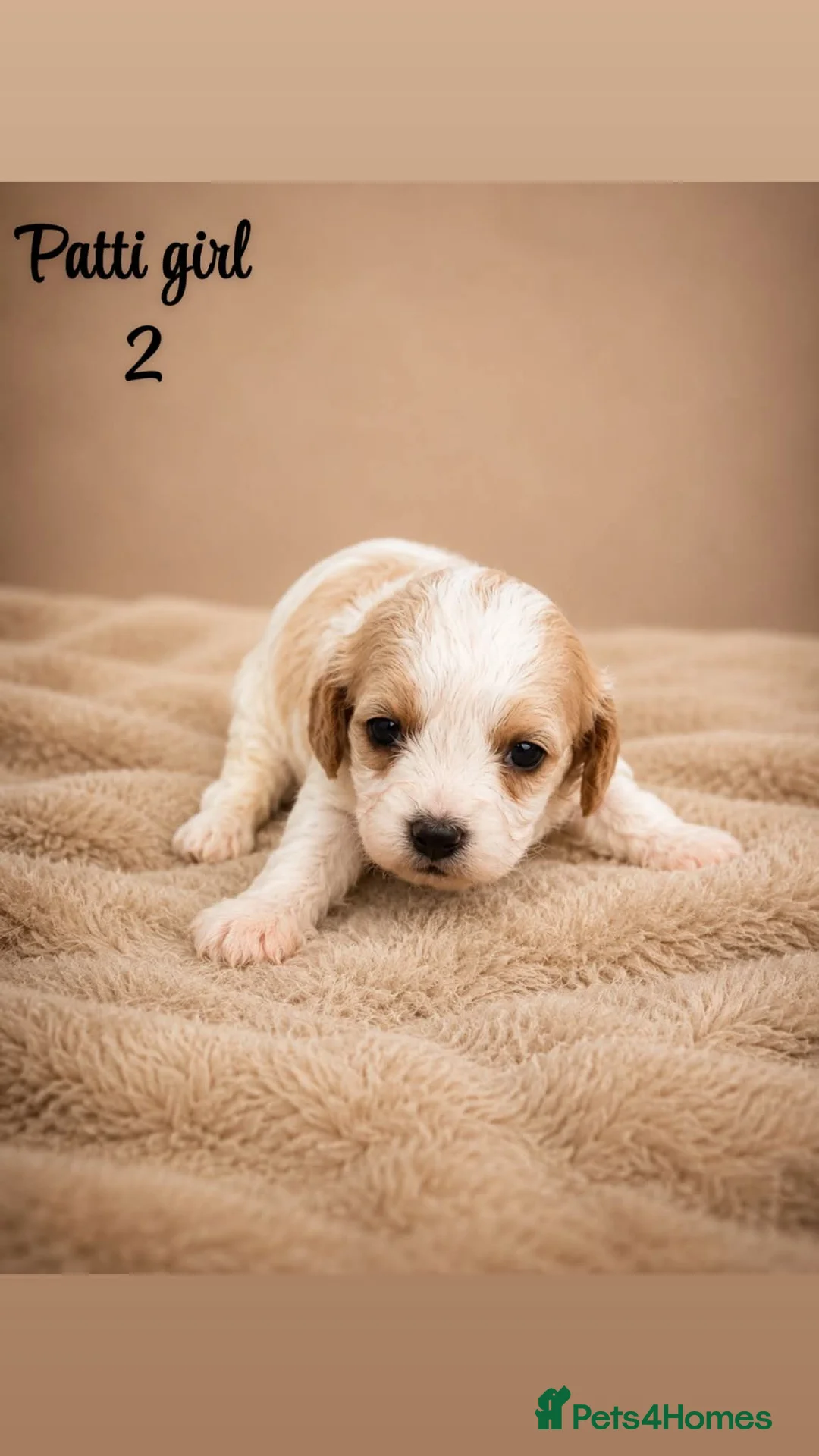 Cavapoo dogs for sale: Stunning litter of top quality F1 cavapoo puppies  in Durham - Advert 2