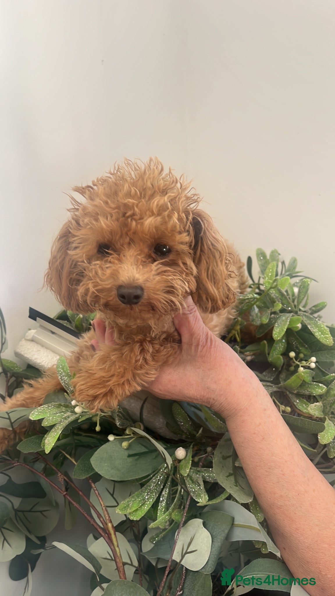 Toy Poodle dogs 🧸Beautiful toy/asian poodle puppies 🧸  - Advert 4