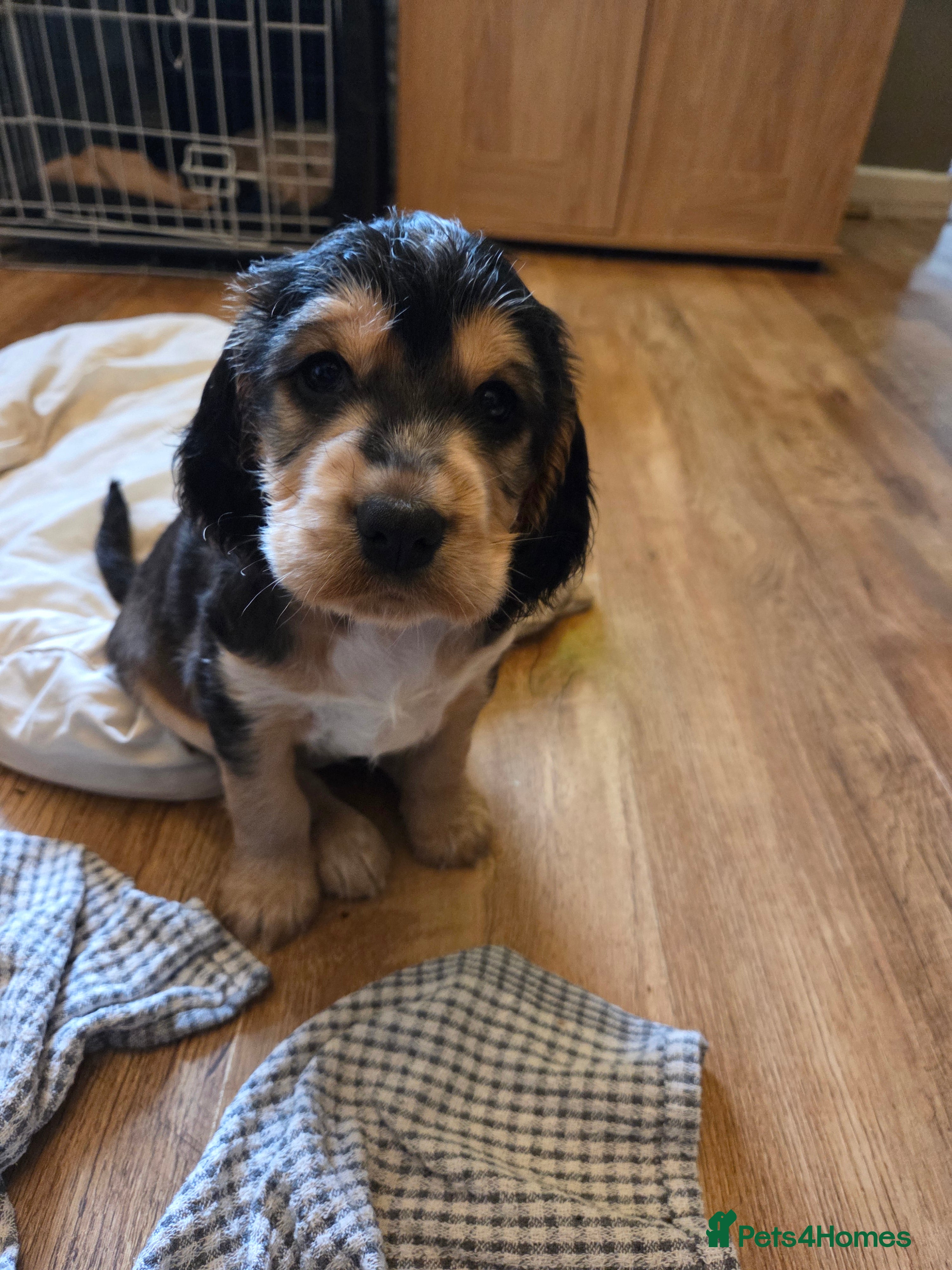 Sprocker dogs Beautiful litter of Sprockers - Advert 15