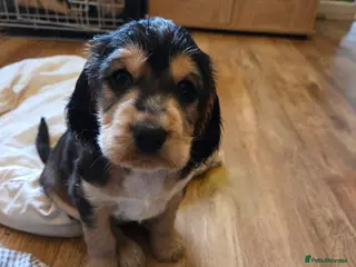 Sprocker dogs Beautiful litter of Sprockers - Advert 15