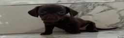Miniature Dachshund dogs for sale: KC miniature dachshunds - Tiny. Sunning! - Advert 11